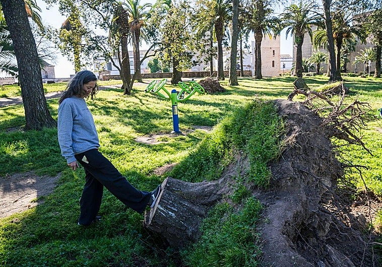 Los jardines de la Alcazaba de Badajoz se pueden visitar sin riesgo tras perder 29 pinos